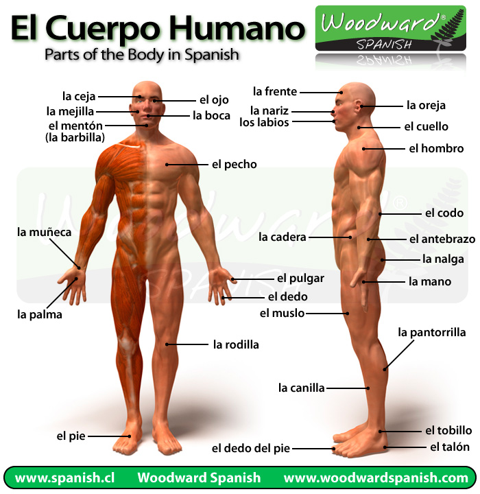 Partes del Cuerpo Humano en español - Parts of the Body in Spanish Partes del Cuerpo Humano en español - Parts of the Body in Spanish